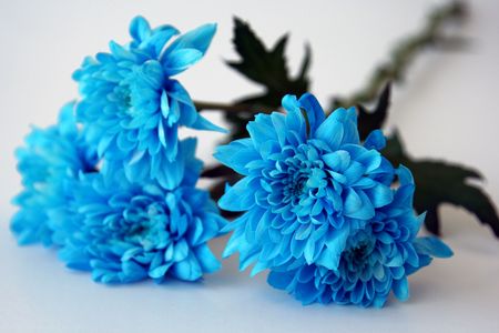 flowersの写真素材