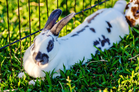 Mix Teddybear  rabbit  at green backgroundの写真素材