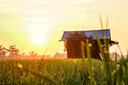 A Beautiful Picture Of Beautiful view of rice paddy field during sunrise in Malaysia.の写真素材