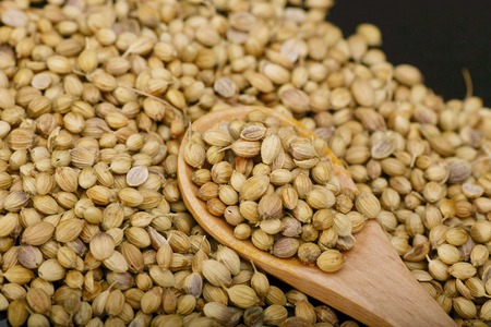 Coriander seed isolated over Black background with wooden spoon