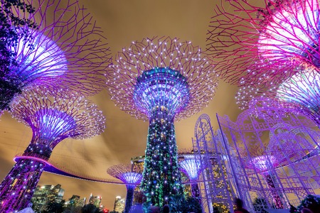 SINGAPORE - Aug 6: Night view of Supertree Grove at Gardens by the Bay in Singapore. Singapore is a world famous tourist city with highly developed economic infrastructure.のeditorial素材