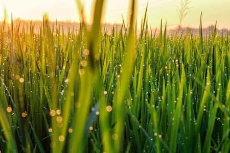 Close up paddy after rainningの写真素材