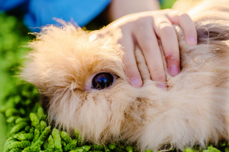 Satin Mini rabbit  at green background inside cage with hand of child pat over the headの写真素材