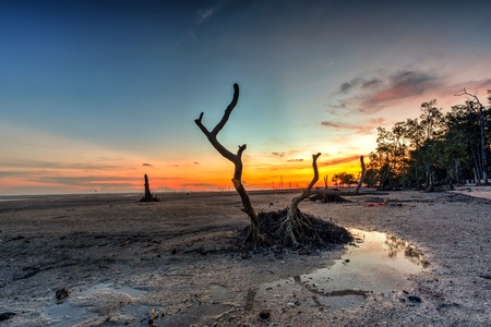 Silhouette of the tree in sunset background