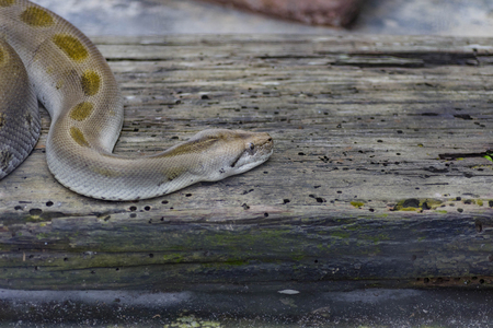 Close-up photo of burmese python