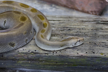 Close-up photo of burmese python