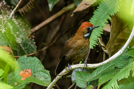 Fluffy-backed Tit-babbler 
(Macronous ptilosus) birds at penisular malaysia forset