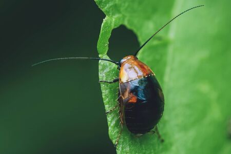 Close up macro beetle on the green nature