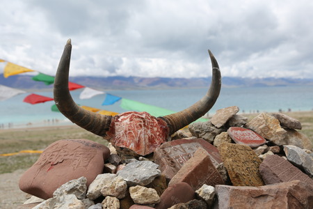 yak skullの写真素材