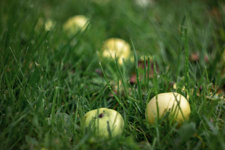 Natural apples red-yellow color opashi from a tree on green grass on the lawn in the home garden with natural bokeh on a clear dayの写真素材