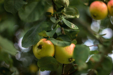 Natural red-yellow apples growing on tree branches on the lawn in the home garden with natural bokeh on a clear dayの写真素材