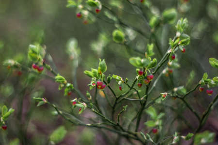 Spring awakening of nature and in bright rays the flowering of young blueberries, a very rare shot....