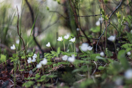With the advent of spring, small white flowers with five petals woke up and blossomed in the forest. Forest clearingの写真素材