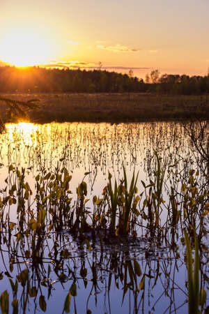 Photograph of a water lily reflected in blue water at a beautiful sunsetの写真素材