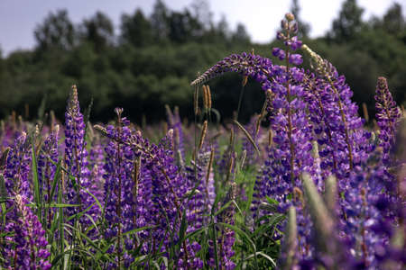 Lupine, blooming, lupine field with pink purple and blue flowers. Lupine landscape summer floral backgroundの写真素材