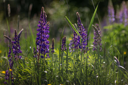 Lupinus field with pink purple and blue flowers. A field of lupines. Violet and pink lupin in meadow. Purple and pink lupine bunchの写真素材