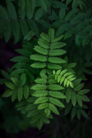 Natural abstract texture of forest fern leaves, nature background, tropical climate. Close-up of a...