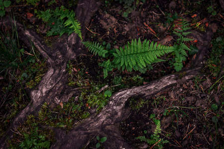 Natural abstract texture of forest fern leaves, nature background, tropical climate. Close-up of a rich green bush as a decoration spaceの写真素材