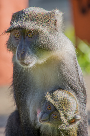 A Monkey holding its Baby