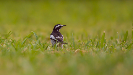 A small birdの写真素材