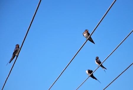 Cliff swallows are siting on the wire.の写真素材