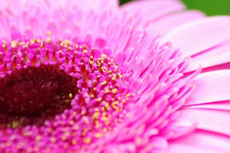 Closeup shoot of blow of pink gerbera.の写真素材