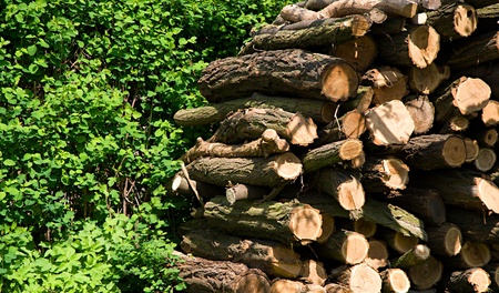 Stack of wood at spring time.の写真素材
