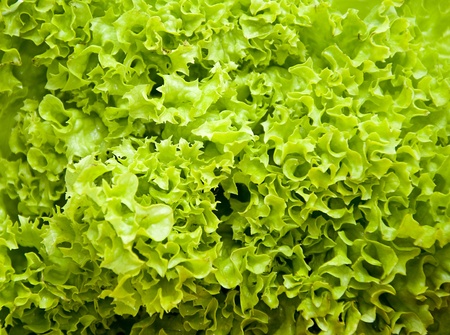 Detail shoot of green fresh lettuce leaves.の写真素材