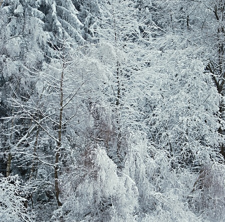Dark forest covered by snow.の写真素材