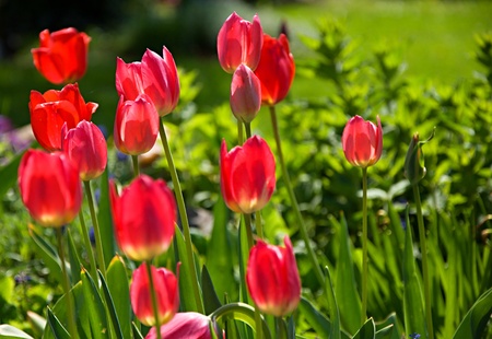 Closeup image of red tulips.の写真素材