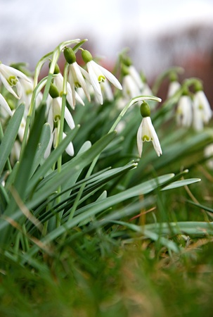 Green snowflake in the garden at the end of winter.の写真素材