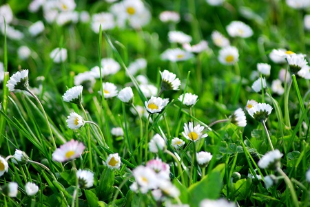 Macro shoot of white daisy.の写真素材