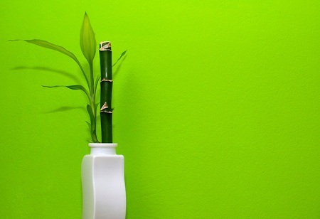 Bamboo in the white vase with green background.の写真素材