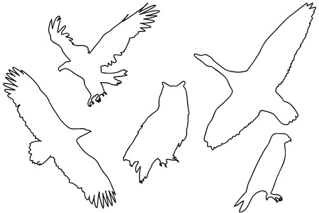 Five silhouettes of predatory birds.のイラスト素材