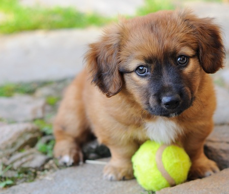 Small brown puppy, old only few weeks is playing with ball.の写真素材