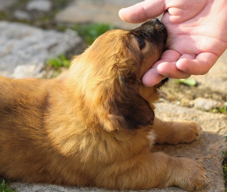 Small puppy put your head to human palm.の写真素材