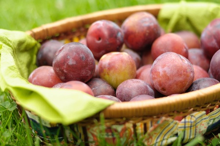 Greengage plums in trug after picking.の写真素材
