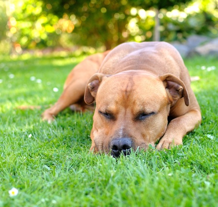 Portrait of sleep brown American Staffordshire bull terrier in garden. の写真素材
