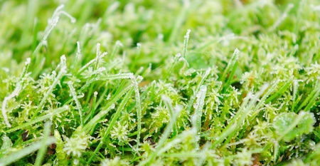 Grass covered by first frost at this year.の写真素材