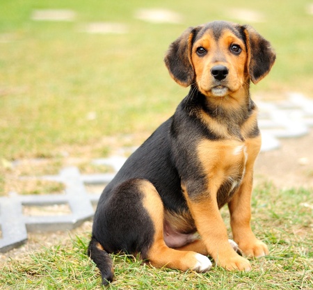 Portrait image of small black beagle at garden.の写真素材