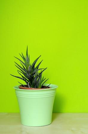Aloe Vera in green plastic flowerpot.の写真素材