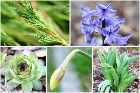 Collage from photos of spring flowers の写真素材