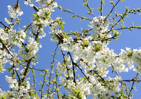 Cherry branch are growing up to the sky の写真素材