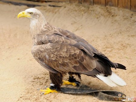 Golden Eagle  Aquila chrysaetos  jailed in ZOO の写真素材