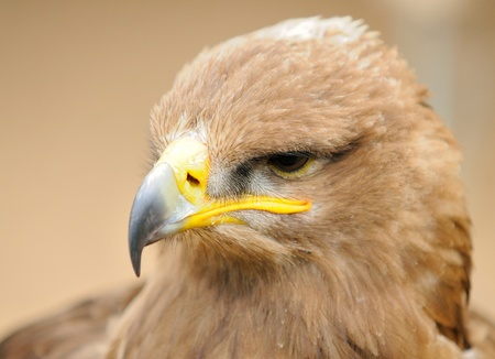 Head portrait oh Golden Eagle の写真素材