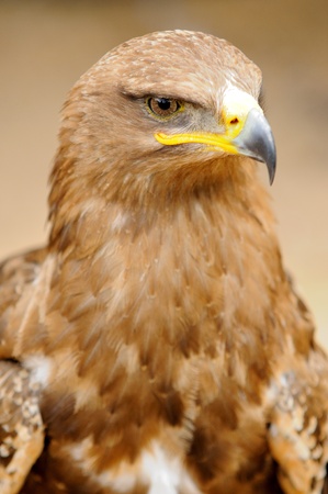 Head portrait oh Golden Eagle の写真素材