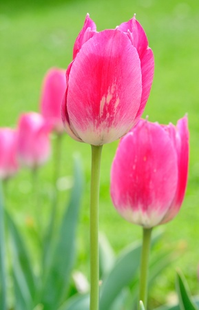 Macro shoot of pink tulips in the garden の写真素材
