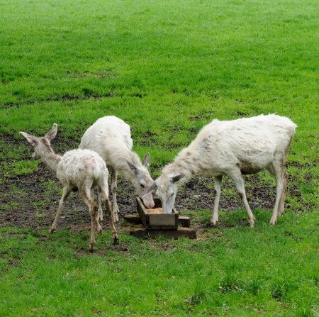 White deer during their feeding in the ZOO の写真素材