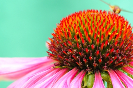 Macro shot of Echinacea purpurea with wasp in the rear の写真素材
