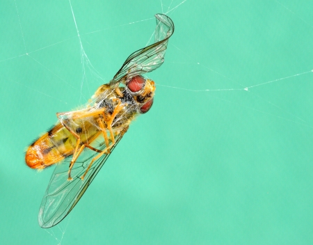 Dead wasp in spider web の写真素材
